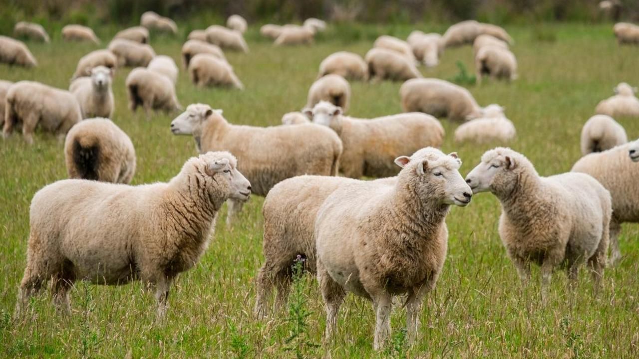 انواع گوسفند میش و بره|حیوانات مزرعه|تهران, مرزداران|دیوار