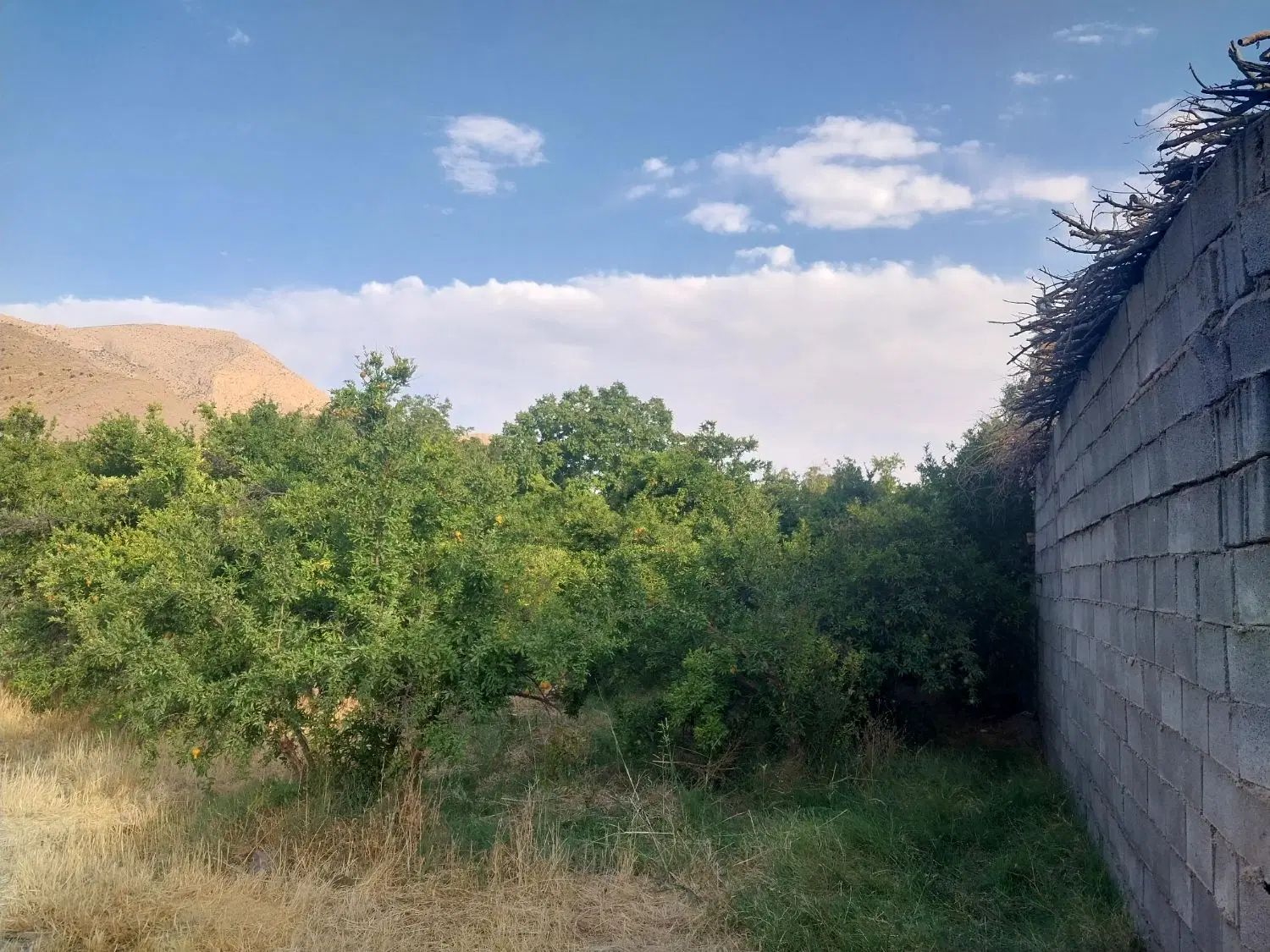 فروش  باغ قدیمی  و ثمری در شهر فاروق|فروش خانه و ویلا|مرودشت, تخت جمشید|دیوار