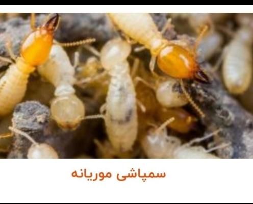 سمپاشی موریانه ساس عقرب سوسک سم پاشی مار|خدمات نظافت|اهواز, کمپلو جنوبی|دیوار