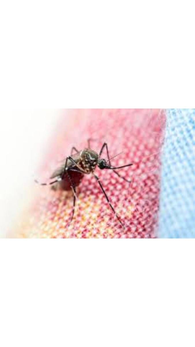 توری فایبرگلاس محافظ پشه با قیمت مناسب|پرده، رانر، رومیزی|مشهد, فلسطین|دیوار