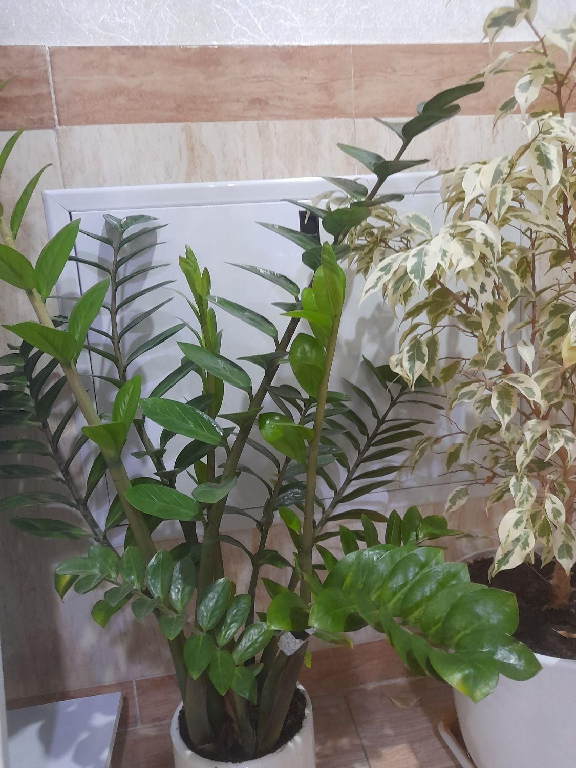 فروش سه عدد گل|گل و گیاه طبیعی|بانه, |دیوار