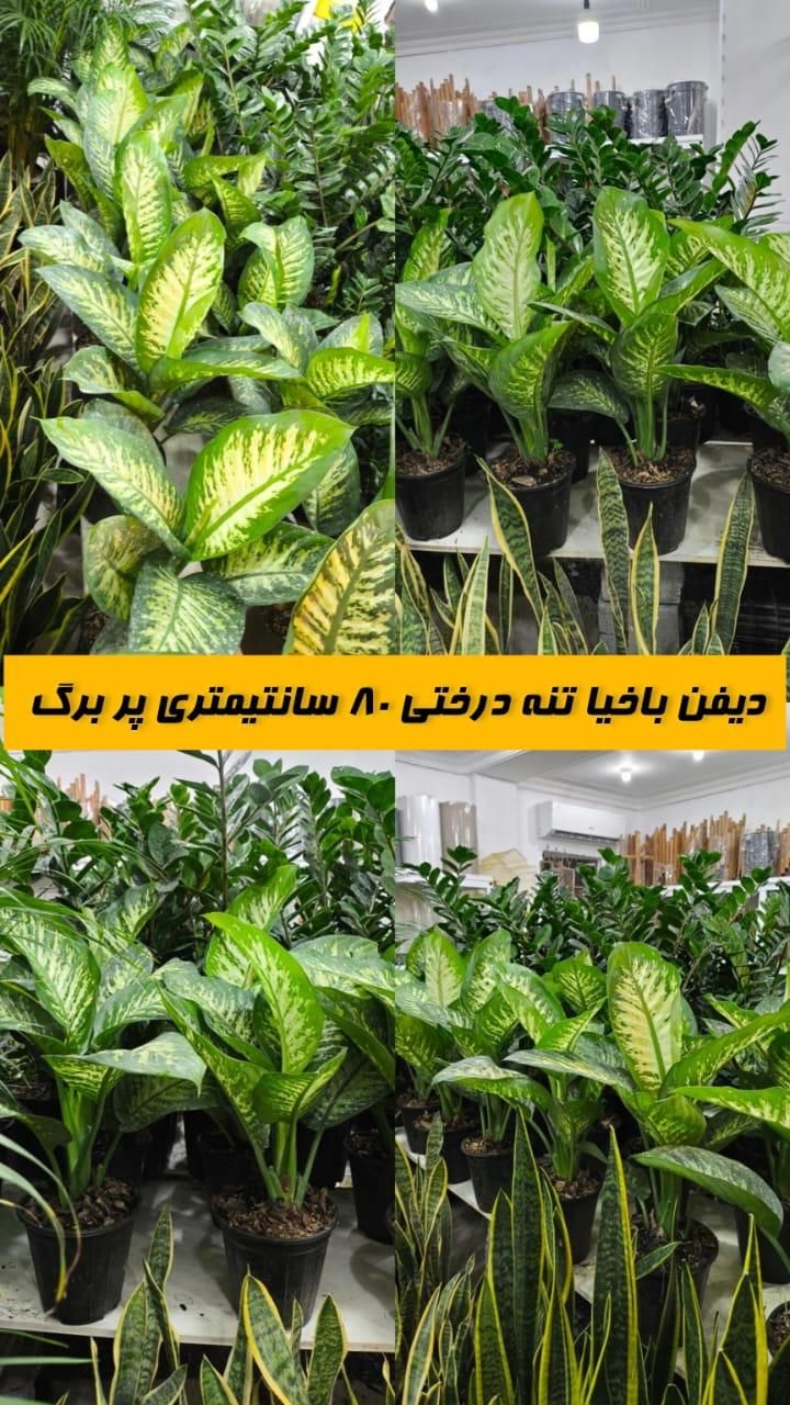 دیفن باخیا تنه درختی پر برگ|گل و گیاه طبیعی|بندرعباس, |دیوار