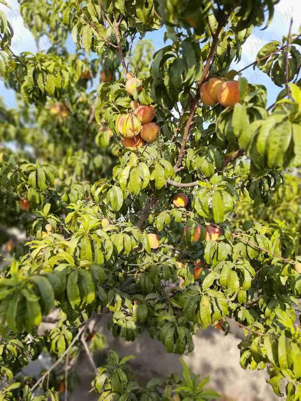 باغ میوه مثمر محصور بااب برق شرایط|فروش زمین و کلنگی|اصفهان, مبارکه|دیوار