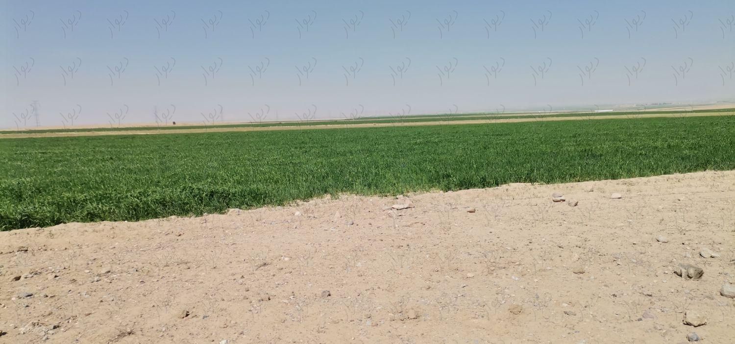 زمین کشاورزی در جاده کنه بیست|فروش زمین و کلنگی|مشهد, مهدی آباد|دیوار