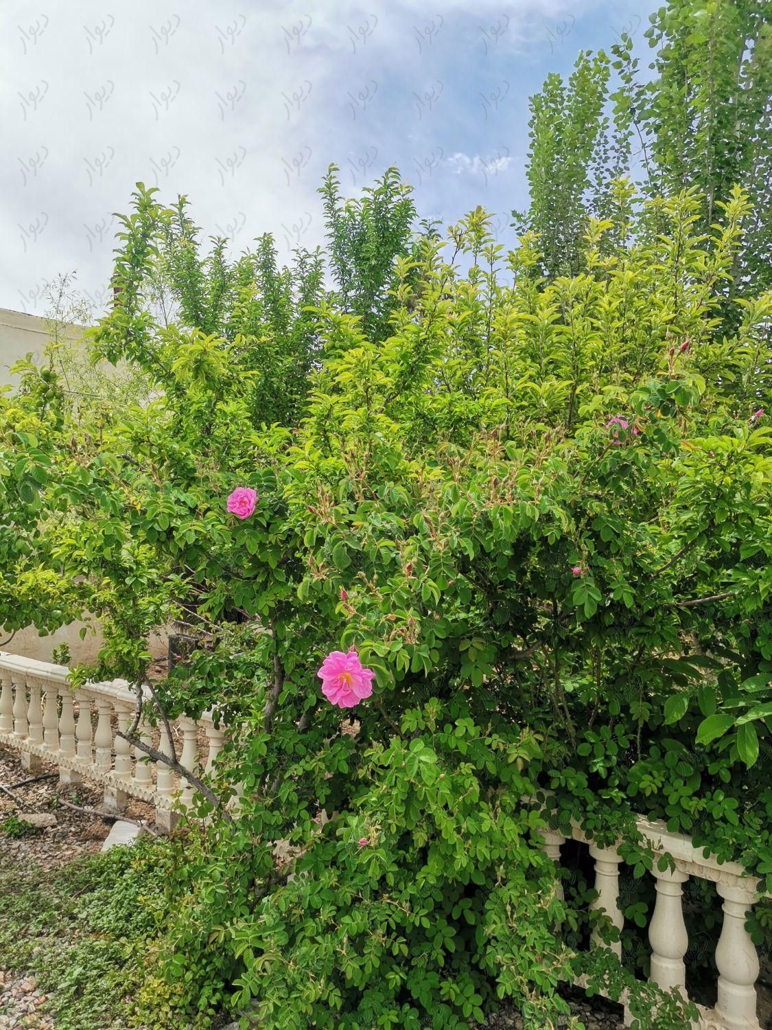 باغ ویلا اجاره یکساله در شاهنامه|اجارهٔ خانه و ویلا|مشهد, امیریه|دیوار
