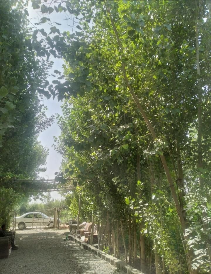 باغ بادرختان میوه واتاق|فروش زمین و کلنگی|تهران, کاروان|دیوار
