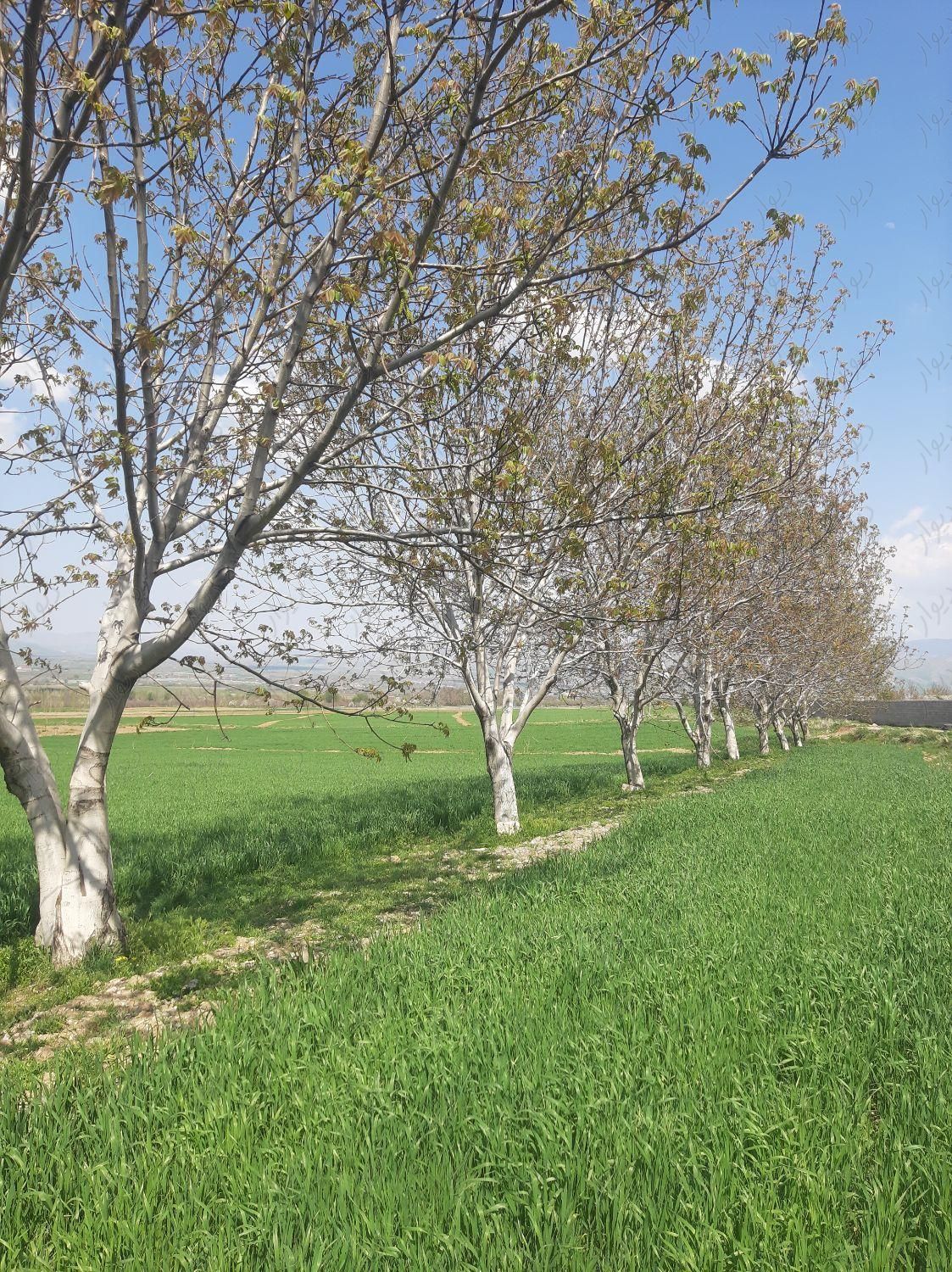 زمین کشاورزی آبیاری درکهنه لاهیجان|فروش زمین و کلنگی|پیرانشهر, |دیوار