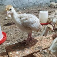 جوجه بوقلمون|حیوانات مزرعه|گرگان, |دیوار