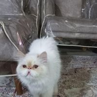 پرشین سوپر فلت ماده ۱ ساله چشم آبی و مهربون|گربه|شیراز, حافظیه|دیوار