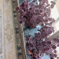 گل طبیعی|گل و گیاه طبیعی|مهاباد (آذربایجان غربی), |دیوار