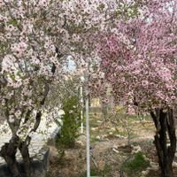 فروش باغ  سیخ دارنگون  فاز یک|فروش خانه و ویلا|شیراز, حسین‌آباد|دیوار