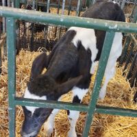 گوساله شیرخواره نردرجه یک ۹۰راس قزوین|حیوانات مزرعه|ابهر, |دیوار