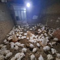 مرغ اکبرجوجه ایی ارگانیک|حیوانات مزرعه|گلوگاه, |دیوار