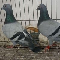 فروش کبوترهای مسافتی بازرگان|پرنده|سوسنگرد, |دیوار