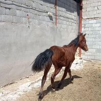 اسب|اسب و تجهیزات اسب سواری|شهرکرد, |دیوار