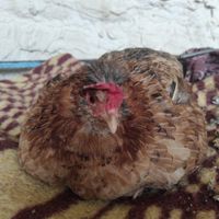 مرغ کرچ گلین اصیل|حیوانات مزرعه|بردسکن, |دیوار