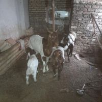 بزپاکستانی|حیوانات مزرعه|مشهد, ابوذر|دیوار