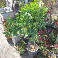 مرکبات نارنج لیو و پرتغال|خدمات باغبانی و درختکاری|فلاورجان, |دیوار