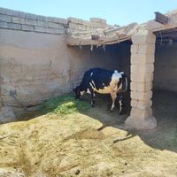 دوتا گاو|حیوانات مزرعه|اهواز, دغاغله|دیوار