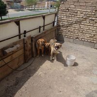 سگ نگهبان|سگ|نجف‌آباد, |دیوار