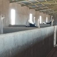 مزرعه دامپروری و پرورش شترمرغ (شتر مرغ)|فروش زمین و کلنگی|تهران, میدان ولیعصر|دیوار