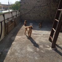 سگ نگهبان|سگ|نجف‌آباد, |دیوار