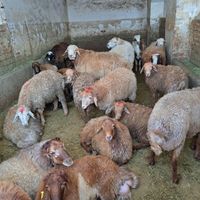 گوسفند زنده شهران کن پونک صادقیه ستارخان آزادی|حیوانات مزرعه|تهران, زعفرانیه|دیوار