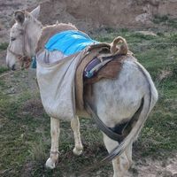 خر  گوسفندی|حیوانات مزرعه|گنبد کاووس, |دیوار