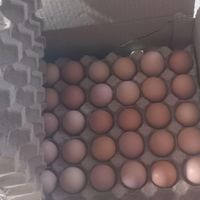 تخم مرغ محلی بومی|خوردنی و آشامیدنی|ابریشم, |دیوار