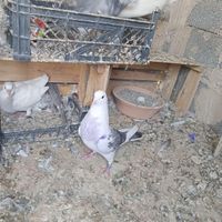 کبوتر تهرانی|پرنده|صفادشت, |دیوار