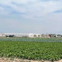 ۵ هکتار زمین کشاورزی واقع در تنکمان روستای علی سید|فروش دفاتر صنعتی، کشاورزی و تجاری|تنکمان, |دیوار