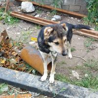 سگ گرگی|سگ|علی‌آباد کتول, |دیوار