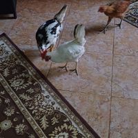 خروس جوان گلین عربی زینتی|حیوانات مزرعه|اهواز, بهارستان|دیوار