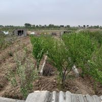 باغ اسکمان|فروش زمین و کلنگی|تهران, عبدل‌آباد|دیوار