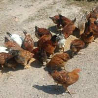 فروش مرغ وخروس محلی|حیوانات مزرعه|لوشان, |دیوار