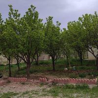 باغچه ی۷۶۵متری در روستای سرسبز اجین دوجین، کردان|فروش زمین و کلنگی|کرج, حیدرآباد|دیوار