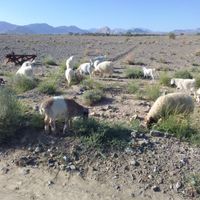 گوسفند|حیوانات مزرعه|سیرجان, |دیوار