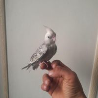 خریدارهمه نوع پرنده|پرنده|تهران, جوانمرد قصاب|دیوار