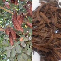 خرنوب برای درمان ناتوانی جنسی (۷۰۰g)|خوردنی و آشامیدنی|تهران, اتابک|دیوار