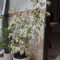 فروش سه عدد گل|گل و گیاه طبیعی|بانه, |دیوار