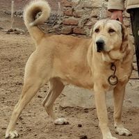 سگ سگ سگ|سگ|تبریز, |دیوار