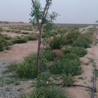 باغ پسته آماده پیوند 11هزار متری در پیشوای ورامین|فروش زمین و کلنگی|تهران, آهنگ|دیوار