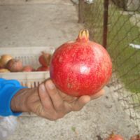 فروش نهال انار شیرین و ملس در نهالستان فروزانی|گل و گیاه طبیعی|ساری, |دیوار