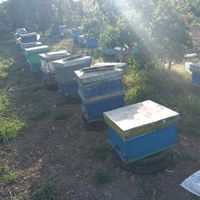 فروش ۲۰ کلنی زنبور|لوازم جانبی مربوط به حیوانات|نکا, |دیوار