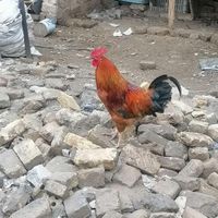 5عدد خروس جوان|حیوانات مزرعه|مشهد, سیدی|دیوار