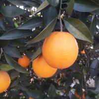 نهال پرتقال پیوندی گلدانی (نهالستان فروزانی)|گل و گیاه طبیعی|ساری, |دیوار
