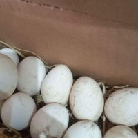 تخم نطفه دار مرغ  گلین عشایری لر نژاد اصیل|حیوانات مزرعه|لشت نشا, |دیوار