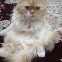 گربه پرشین نر|گربه|تهران, دانشگاه علم و صنعت|دیوار