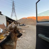سگ ژرمن شپرد|سگ|تهران, بهاران|دیوار