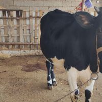 فروش گاو گوساله|حیوانات مزرعه|اندیمشک, |دیوار